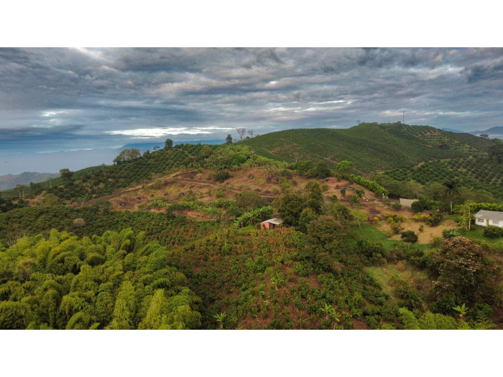 Lotes en Venta - Palestina (Vereda Buenavista) - 6
