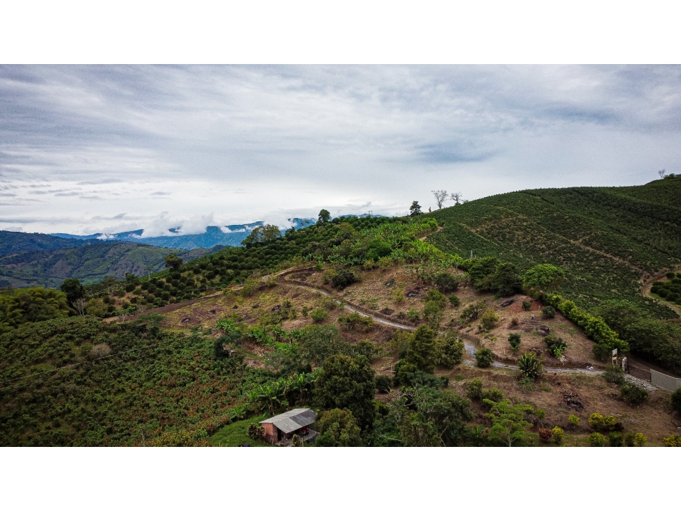 Lotes en Venta - Palestina (Vereda Buenavista) - 5