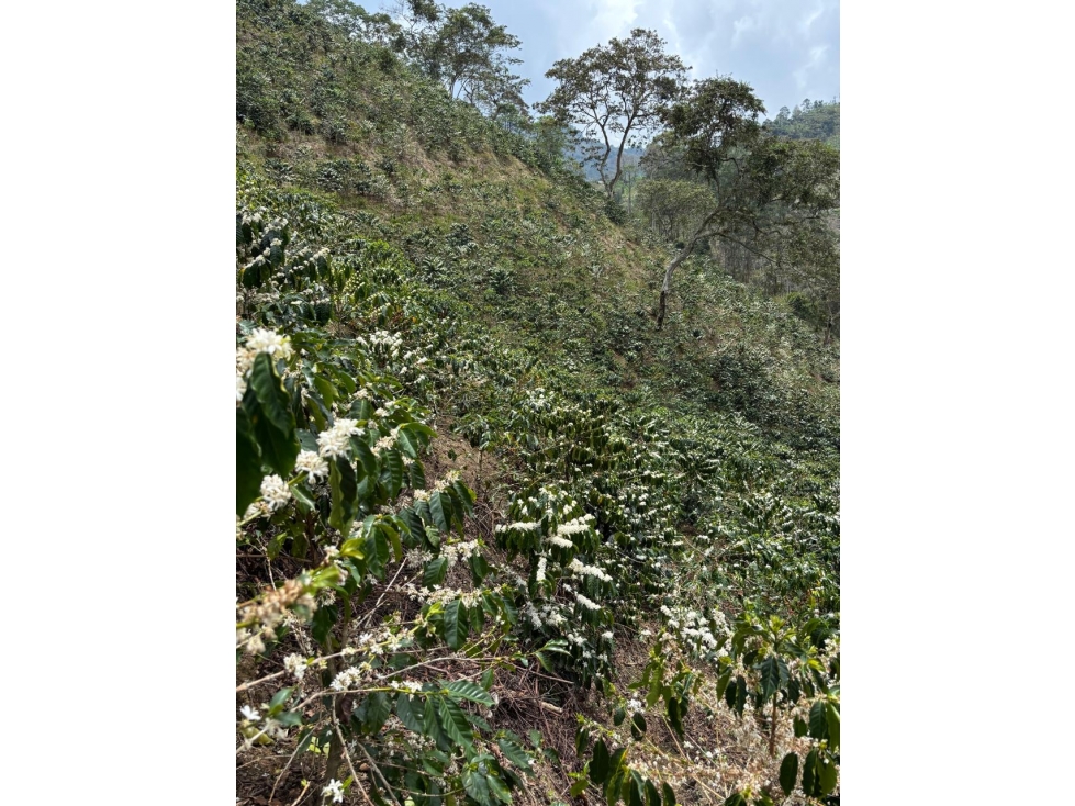 FINCA CAFETERA EN VENTA. A 3 KM. DE PIJAO - 1