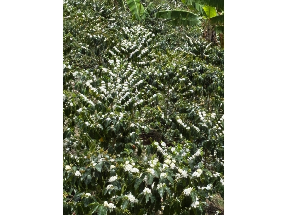 FINCA CAFETERA EN VENTA. A 3 KM. DE PIJAO - 2