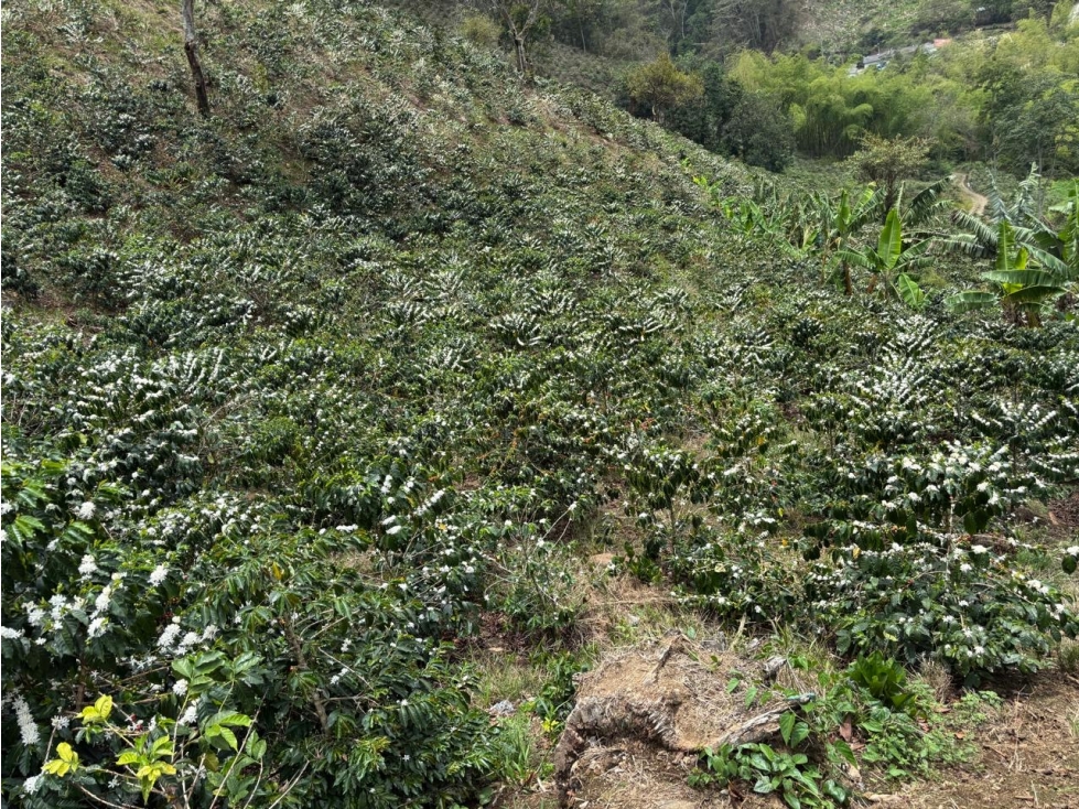 FINCA CAFETERA EN VENTA. A 3 KM. DE PIJAO - 3