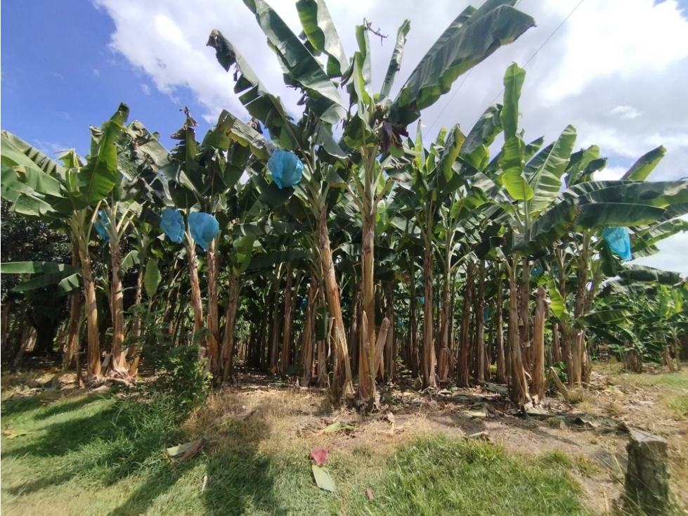 FINCA PARA VENTA EN QUIMBAYA - 5
