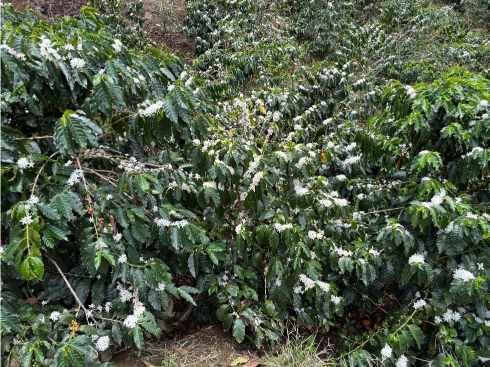 FINCA CAFETERA EN VENTA. A 3 KM. DE PIJAO - 4