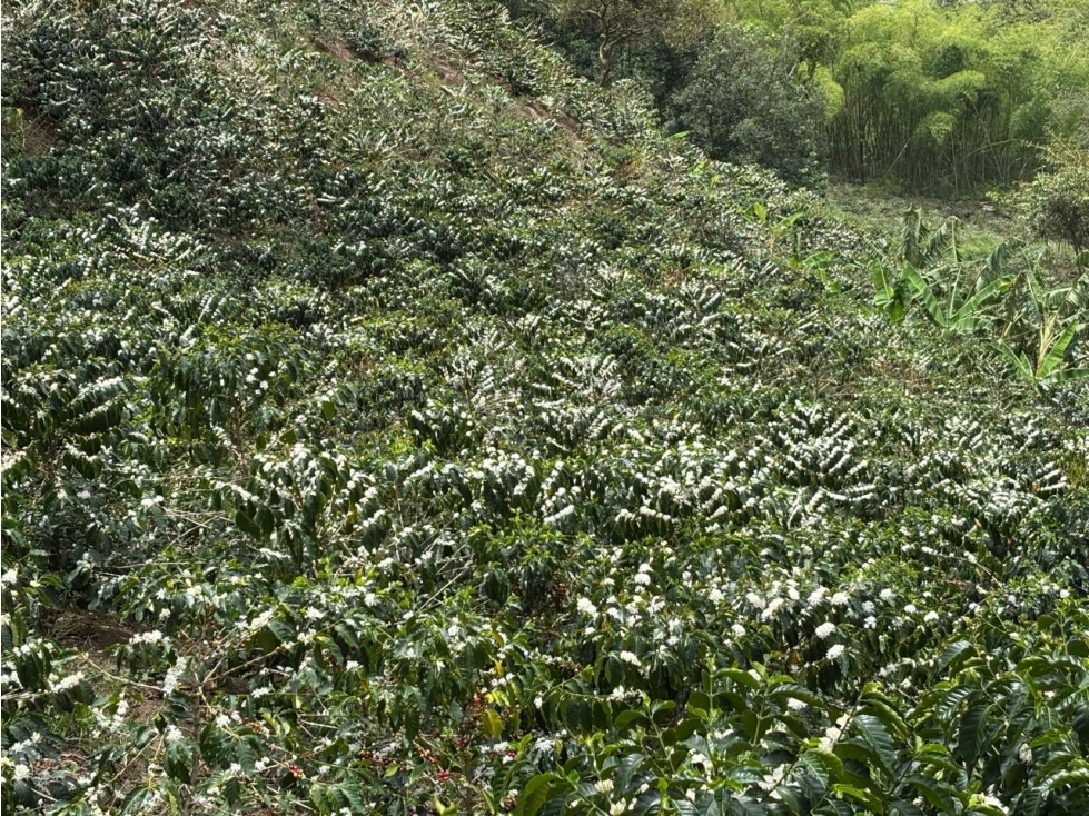 FINCA CAFETERA EN VENTA. A 3 KM. DE PIJAO - 5