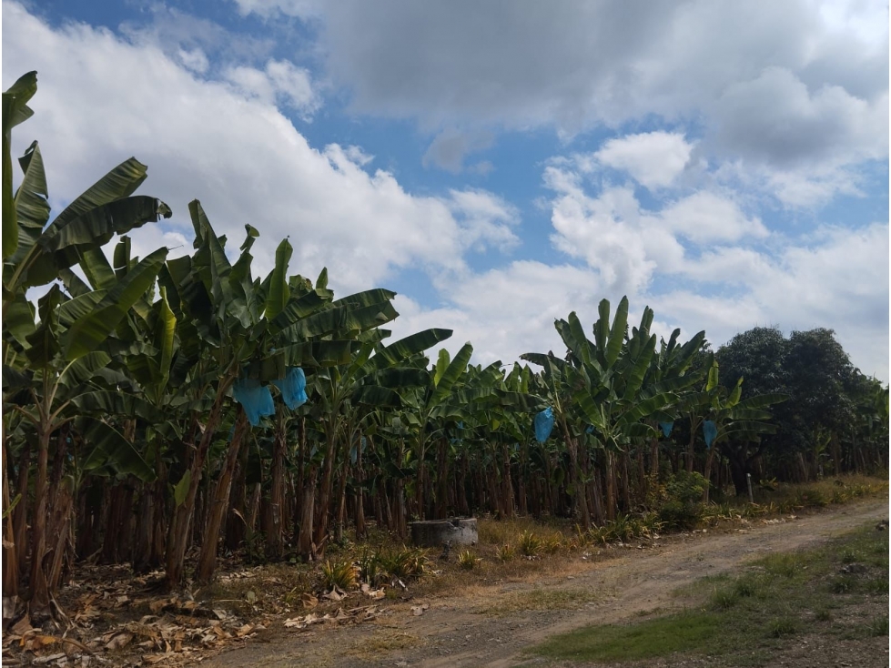 FINCA PARA VENTA EN QUIMBAYA - 6