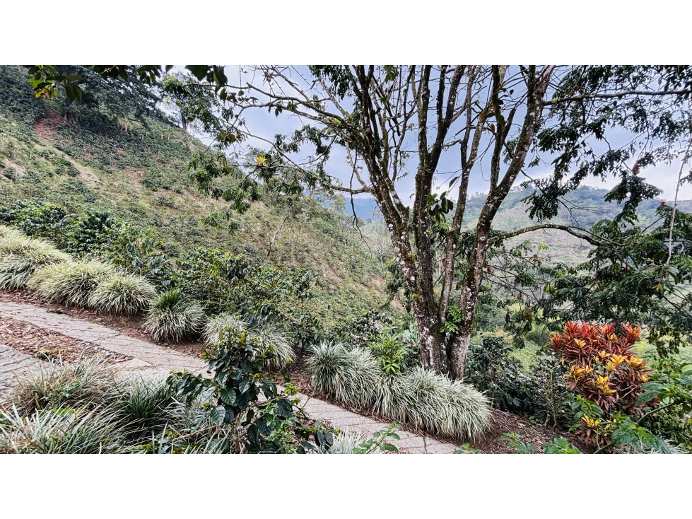 FINCA CAFETERA EN VENTA. A 3 KM. DE PIJAO - 6
