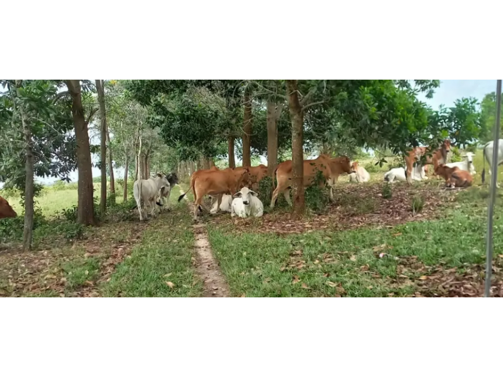 VENDO FINCA EN PUERTO LOPEZ - META - 1