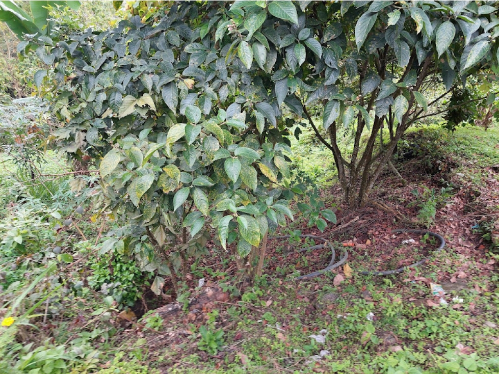 VENTA FINCA EN MESITAS DEL COLEGIO — foto 5