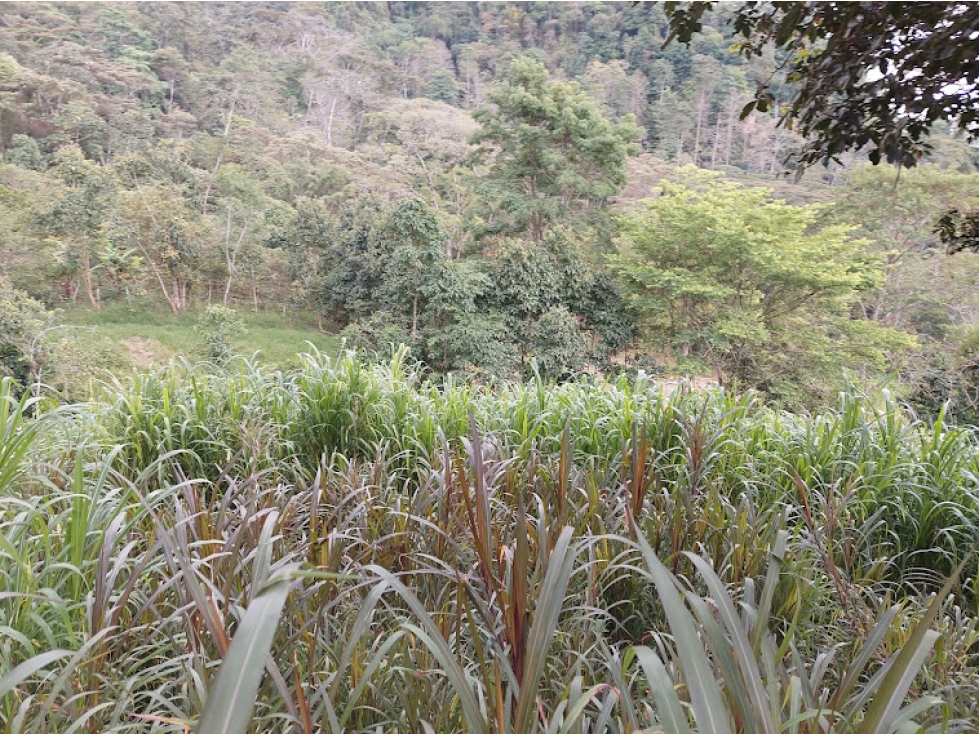 VENTA FINCA EN MESITAS DEL COLEGIO — foto 3