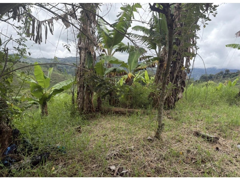 ARRIENDO FINCA BARCELONA QUINDIO - 2