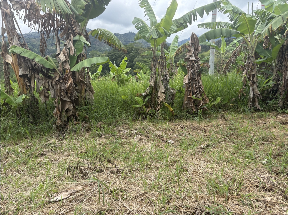ARRIENDO FINCA BARCELONA QUINDIO - 3