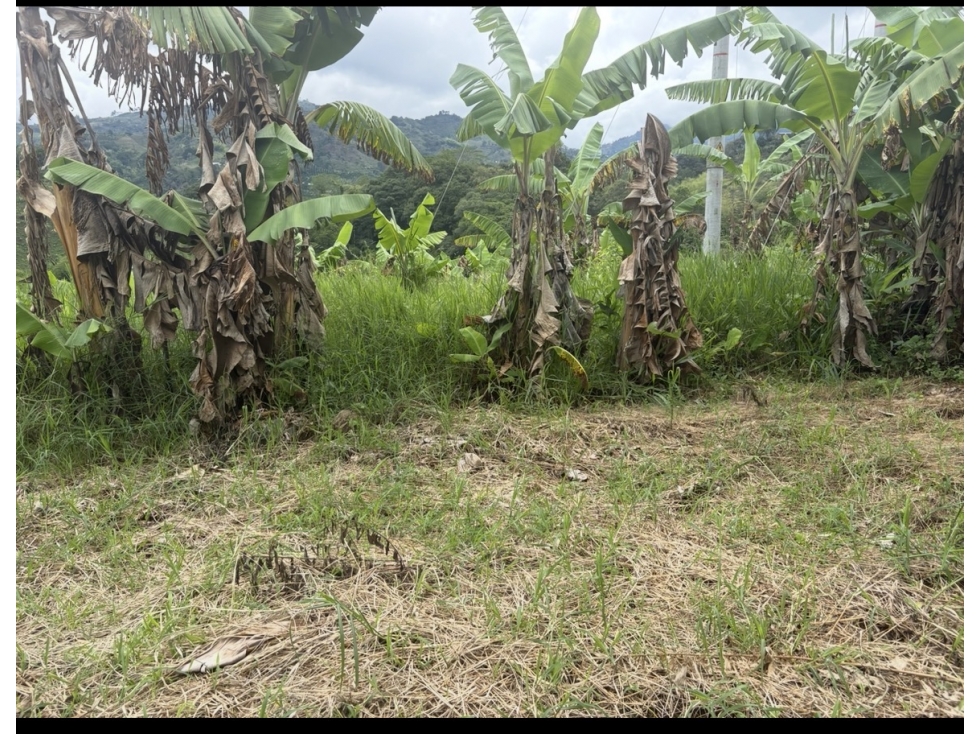 ARRIENDO FINCA BARCELONA QUINDIO - 5