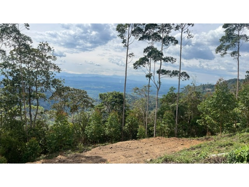 VENTA FINCA PIJAO QUINSIO - 4