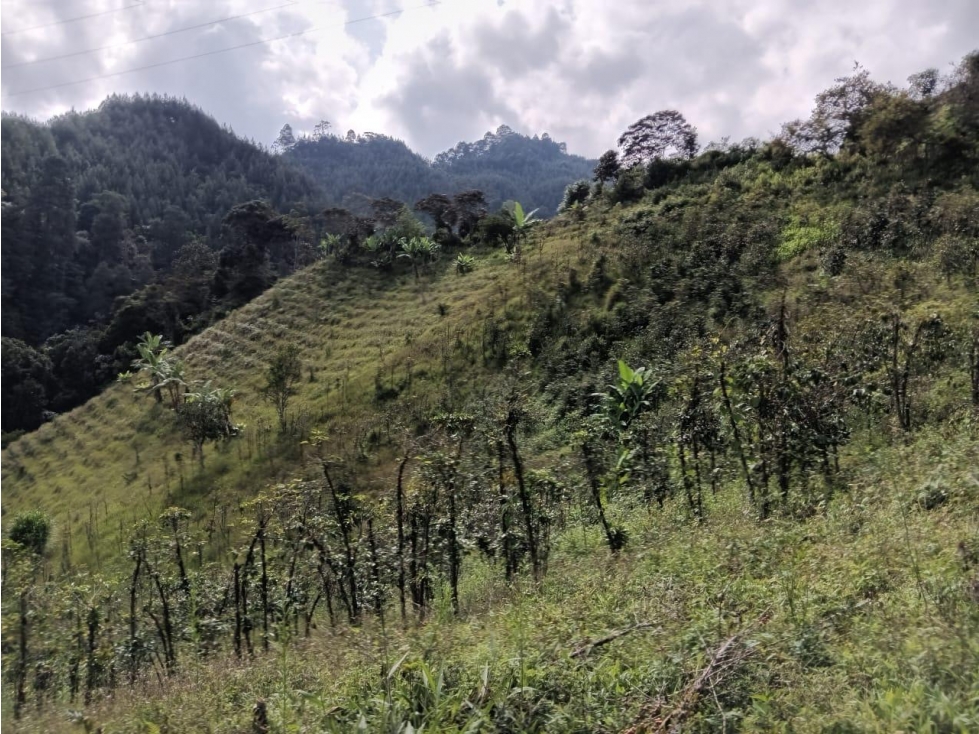 Lote en arriendo - sector El Aguila - Manizales - 2