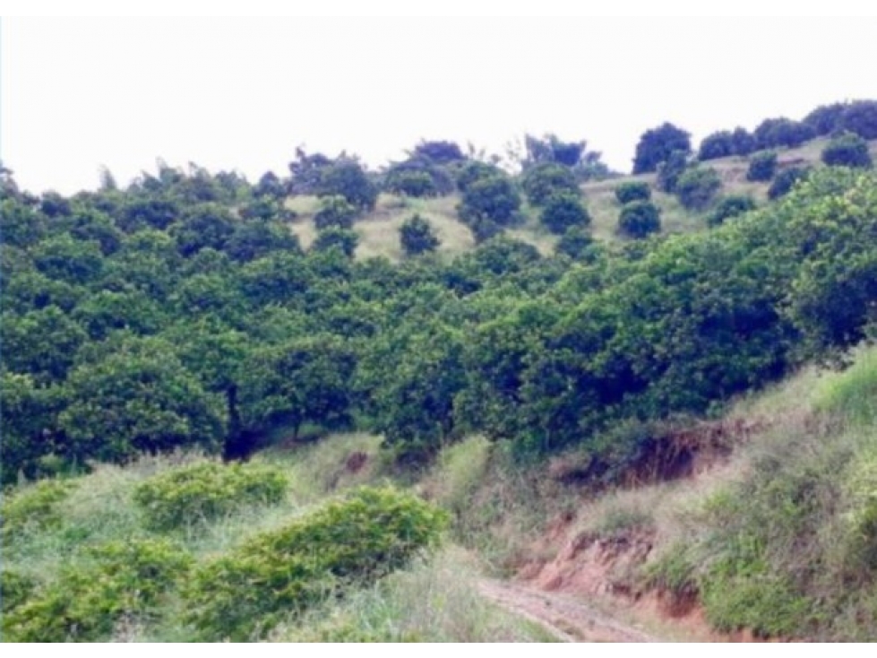Finca en venta - Neira - Caldas - 2