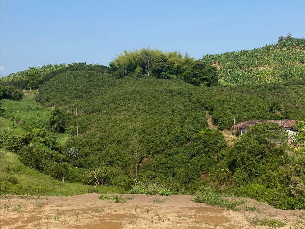 Lote en venta - Vereda La Trinidad - Manizales — foto 6