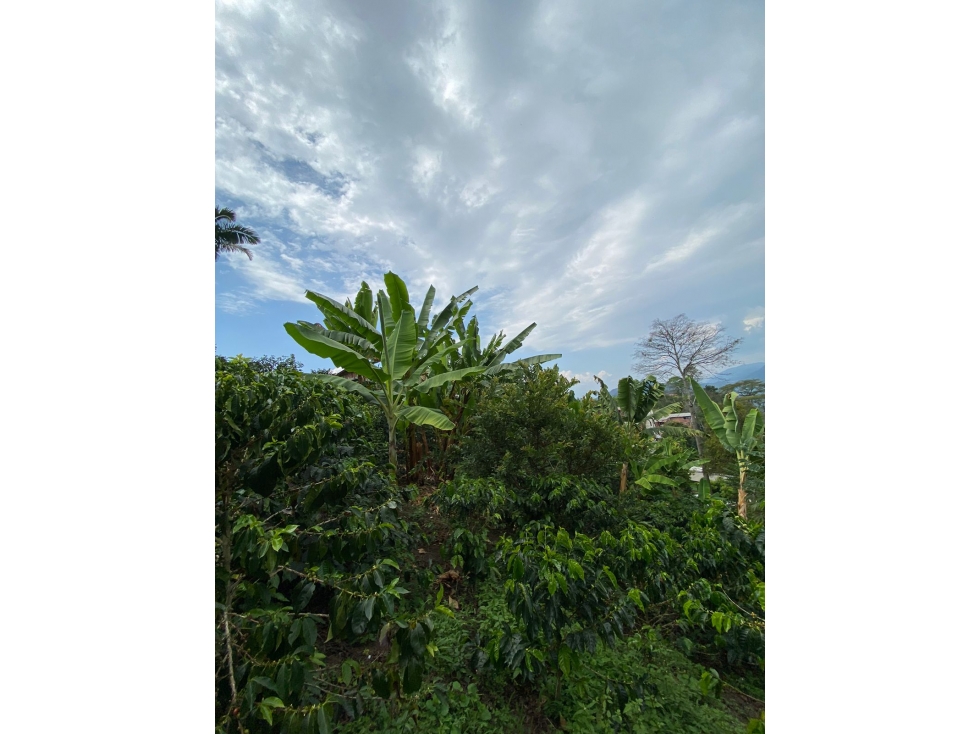 Lote en venta - Quiebra de Vélez - Manizales — foto 3