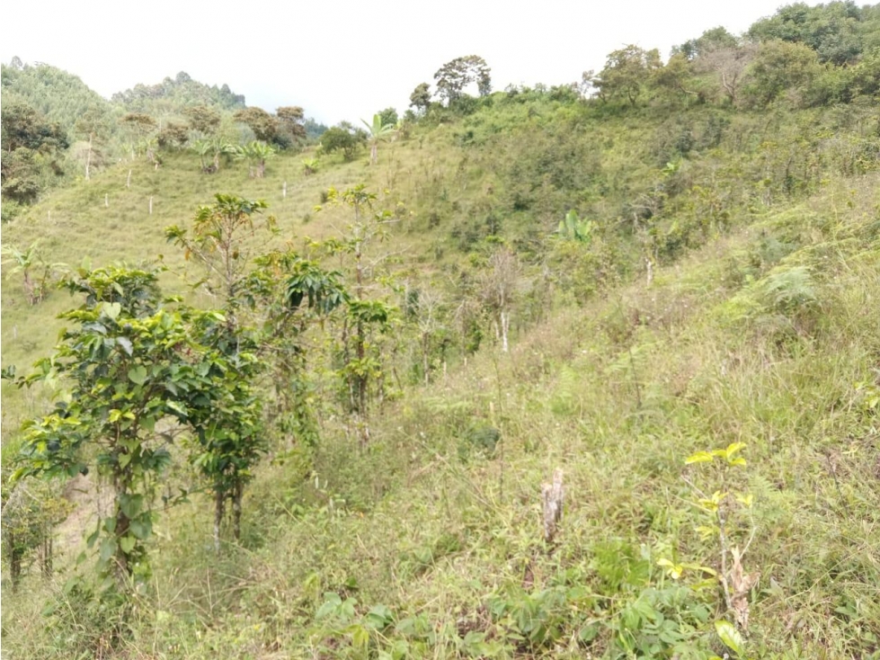 Lote en arriendo - sector El Aguila - Manizales - 3