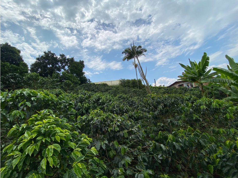 Lote en venta - Quiebra de Vélez - Manizales — foto 4