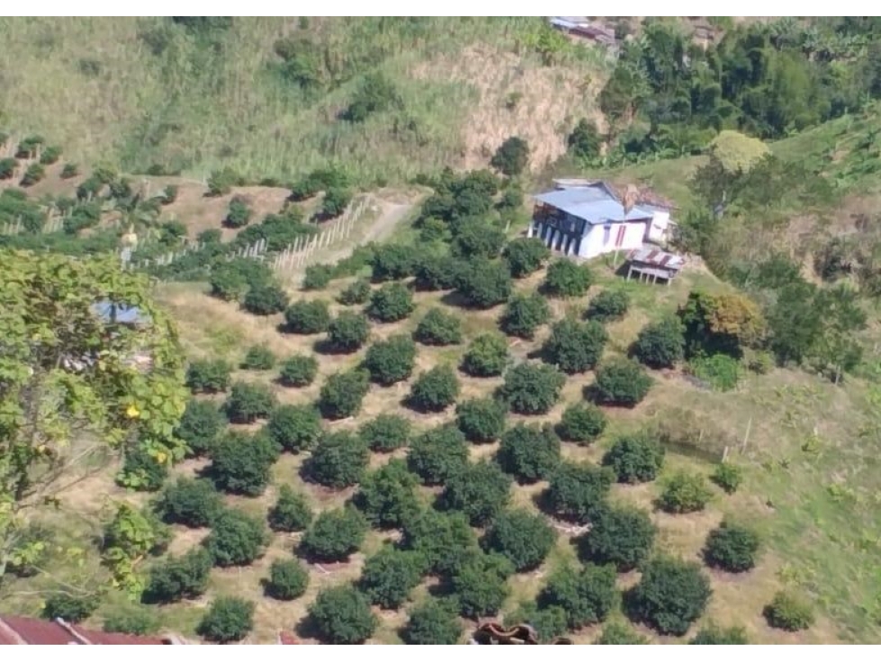 Finca en venta - Neira - Caldas