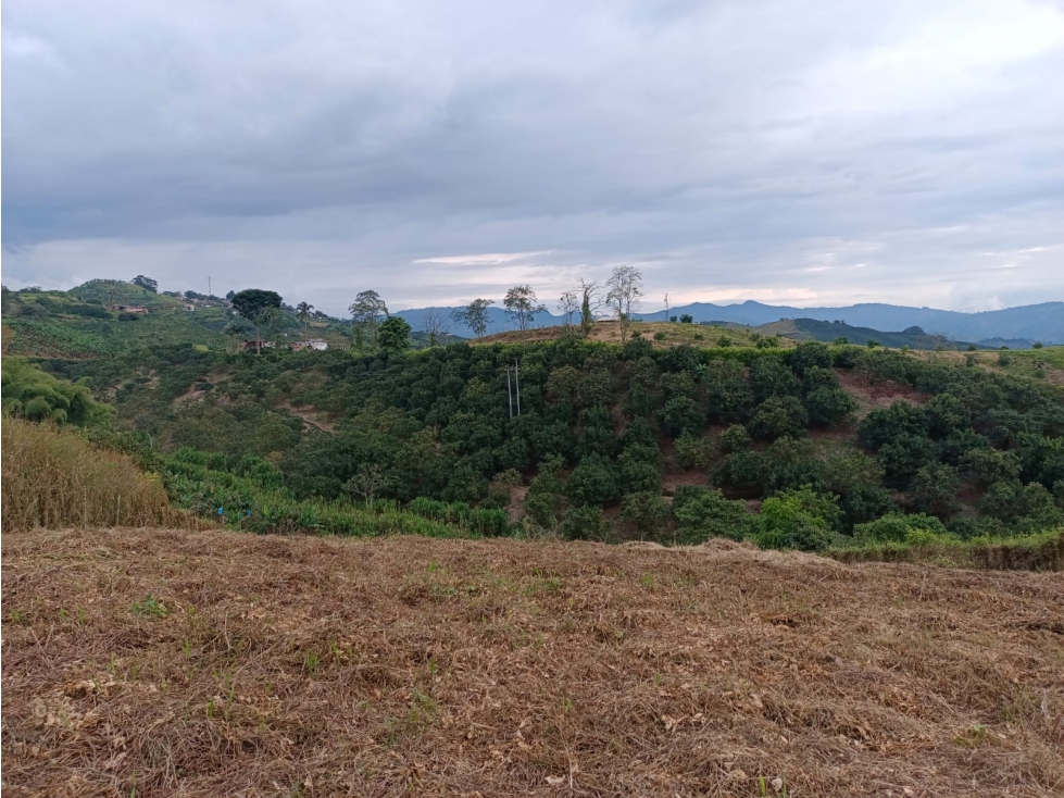 Lote en venta - Palestina - Manizales — foto 4