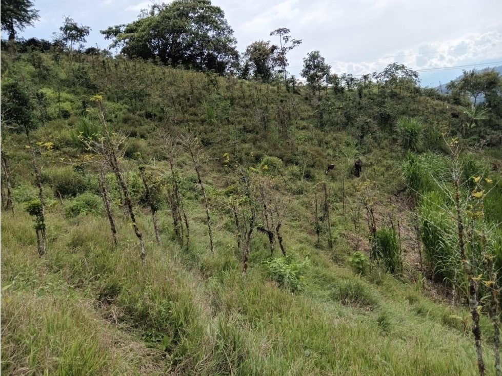 Lote en arriendo - sector El Aguila - Manizales - 5