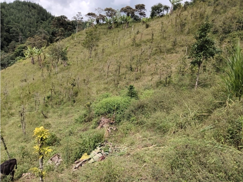 Lote en arriendo - sector El Aguila - Manizales - 6