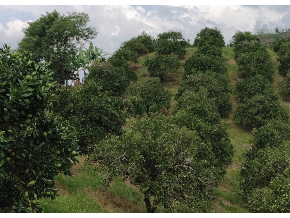 Finca en venta - Neira - Caldas - 4