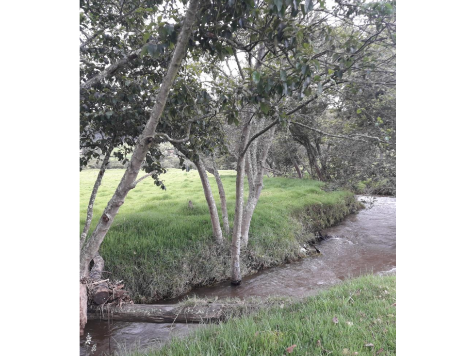 BOYACA VENTA FINCA GANADERA 62 FANEGADAS - 2
