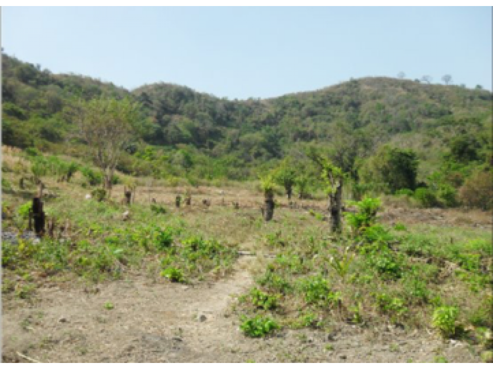 VENDO FINCA DE 97 Ha. VIA FUNDACIÓN MAGDALENA - 2