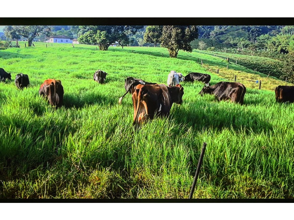 Venta Finca Santa Rosa de Cabal 211200 Mts2 (33 cuadras) — foto 3