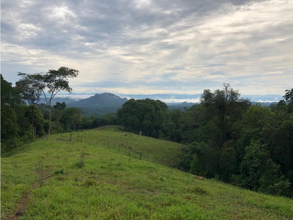 Venta Finca Productiva Mariquita 14 HA - 1