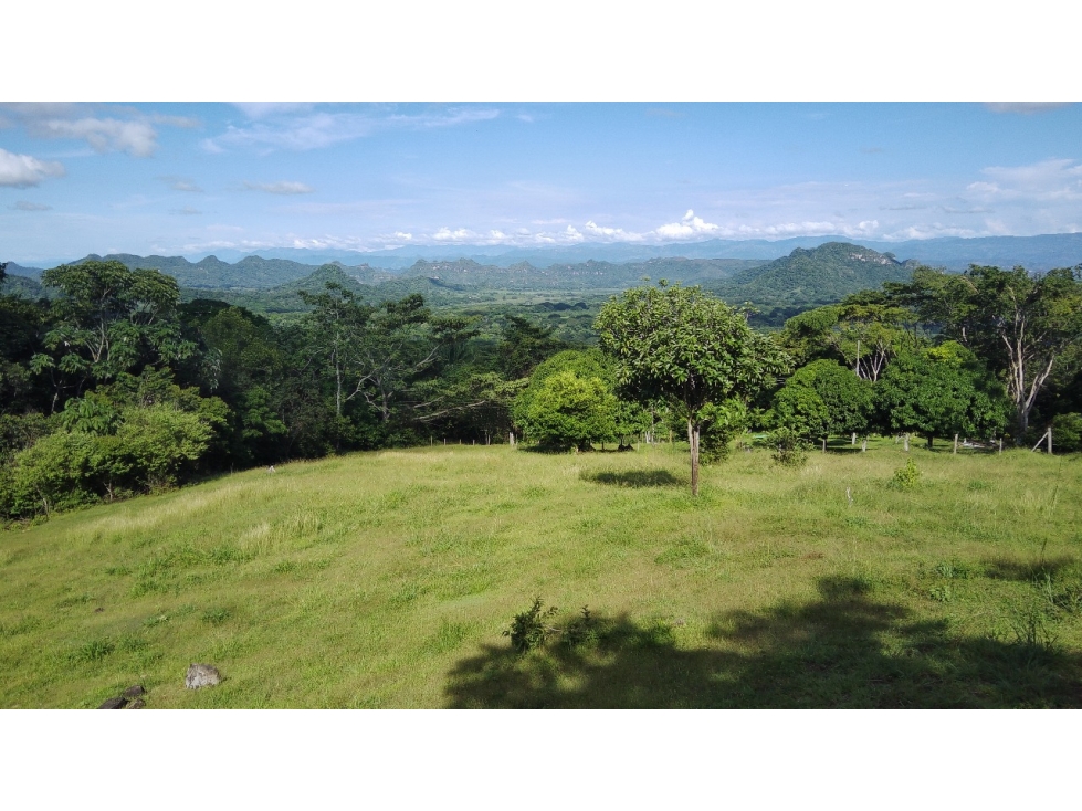 Venta Finca Productiva Mariquita 14 HA - 2