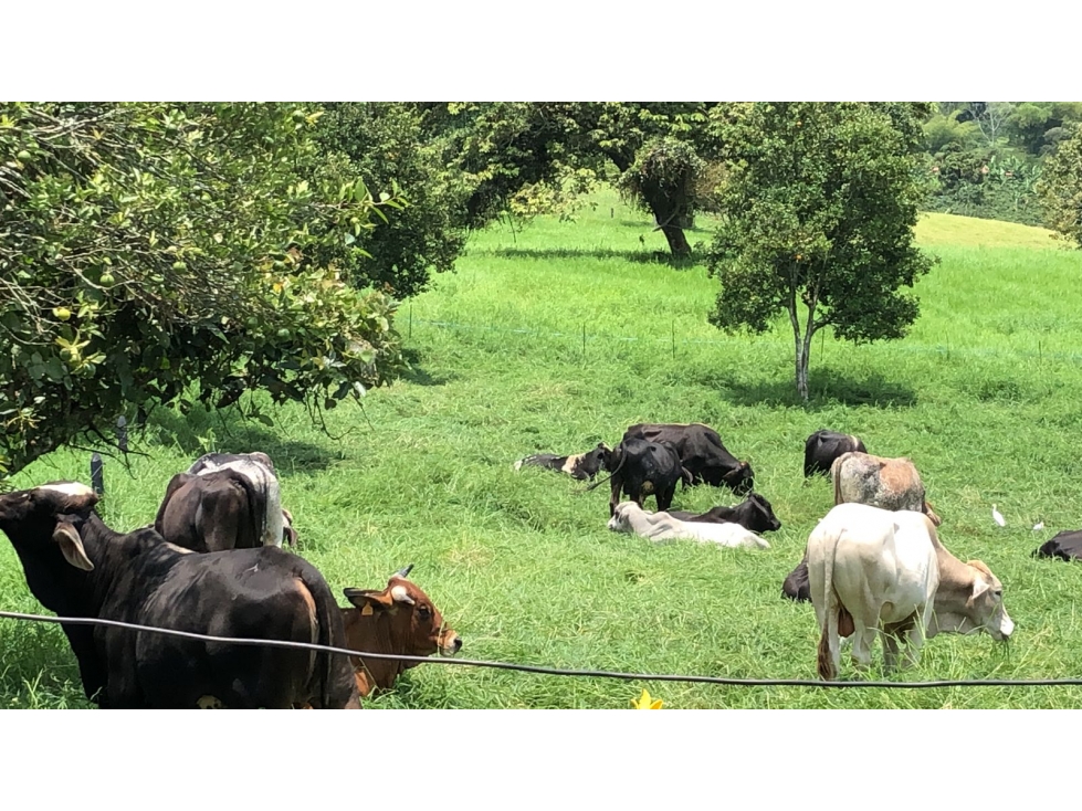 Venta Finca Santa Rosa de Cabal 211200 Mts2 (33 cuadras) — foto 5
