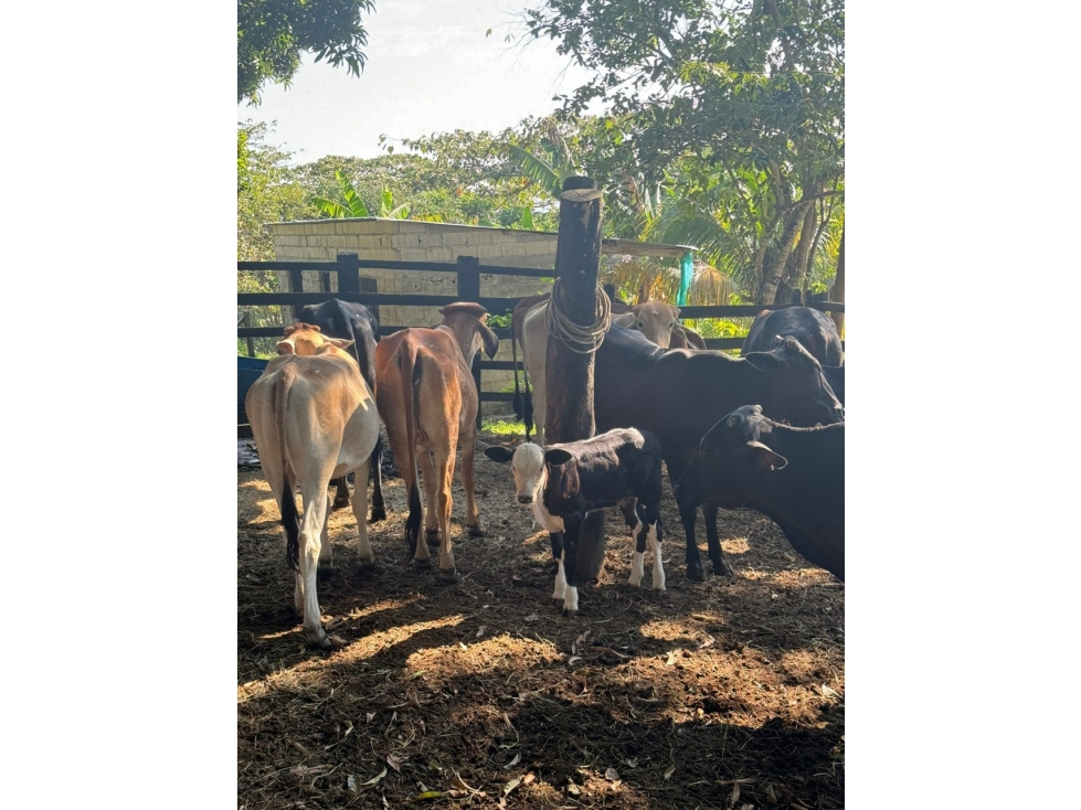 Venta Finca Productiva Mariquita 14 HA - 4
