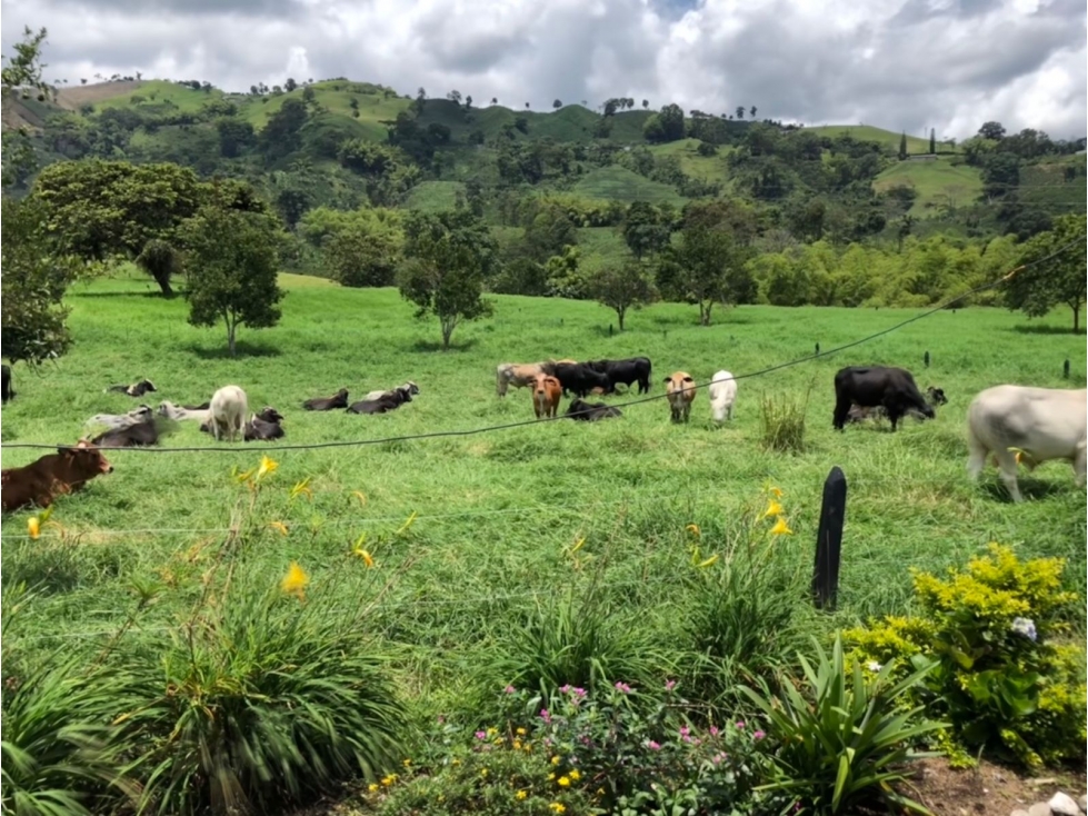 Venta Finca Santa Rosa de Cabal 211200 Mts2 (33 cuadras) — foto 6