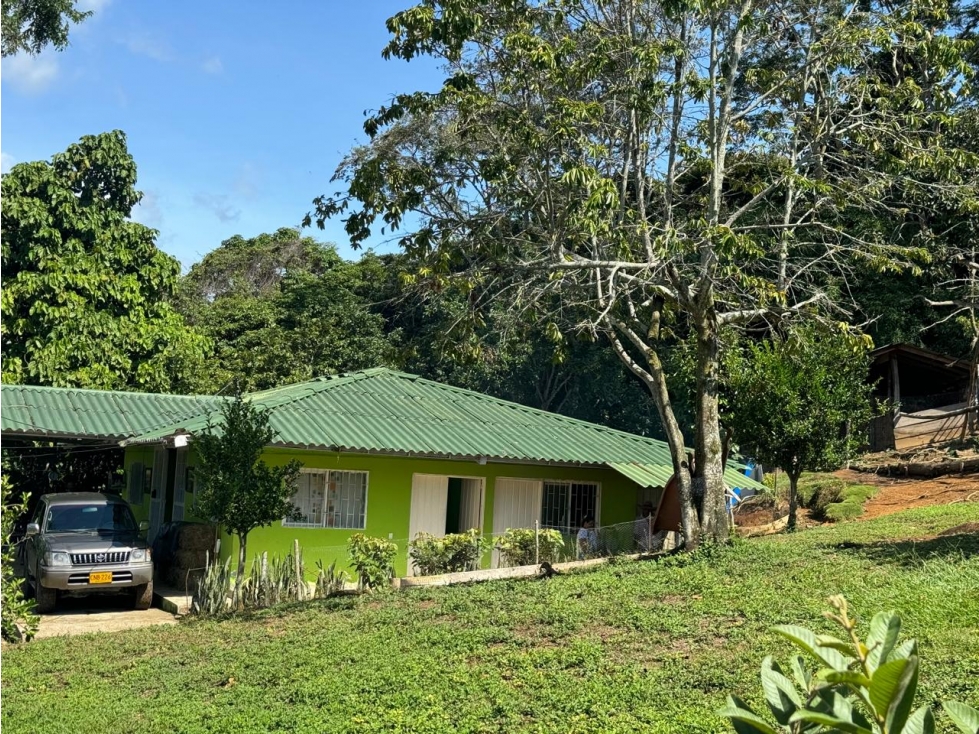 Venta Finca Productiva Mariquita 14 HA - 5