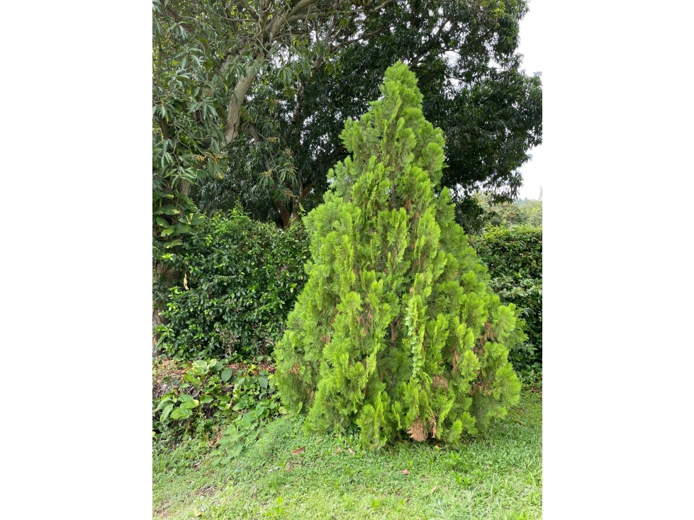 Venta Finca via Santafé de Antioquia 4.374 mts2 de lote 100 mts2 const — foto 5