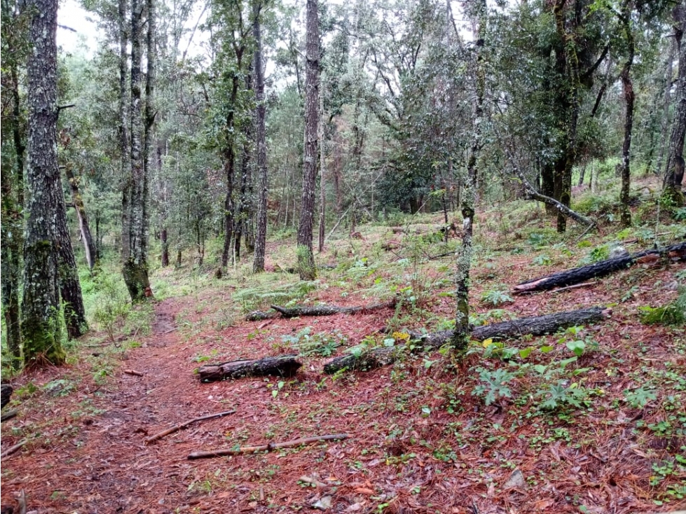 TERRENO LAS TROJES