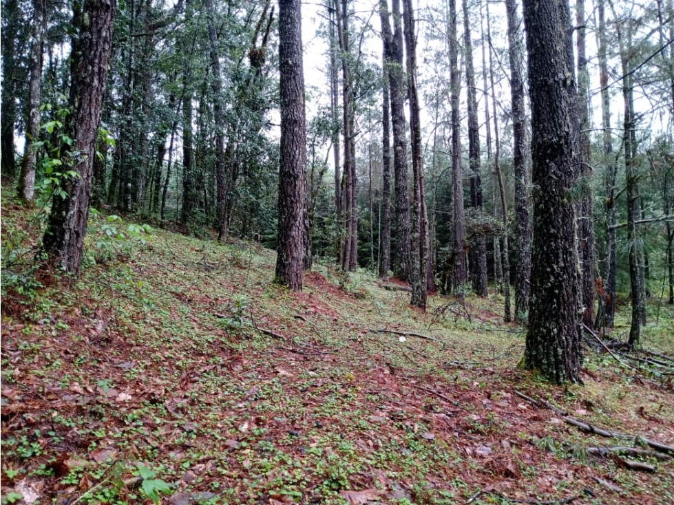 TERRENO LAS TROJES — foto 4
