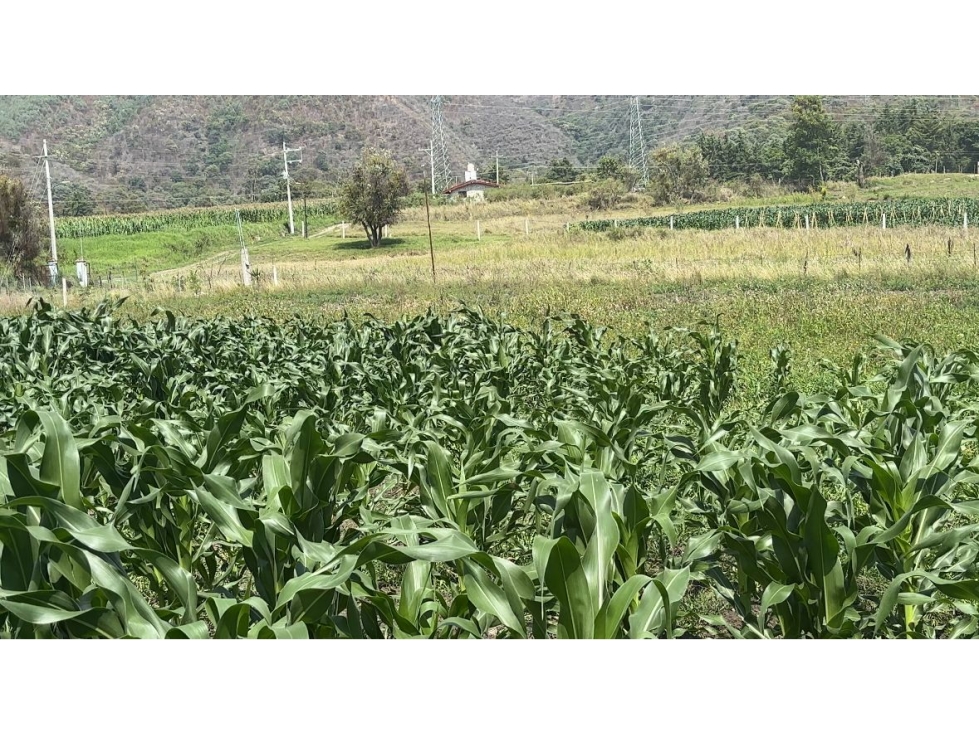 TERRENO SANTA TERESA TILOXTOC — foto 4