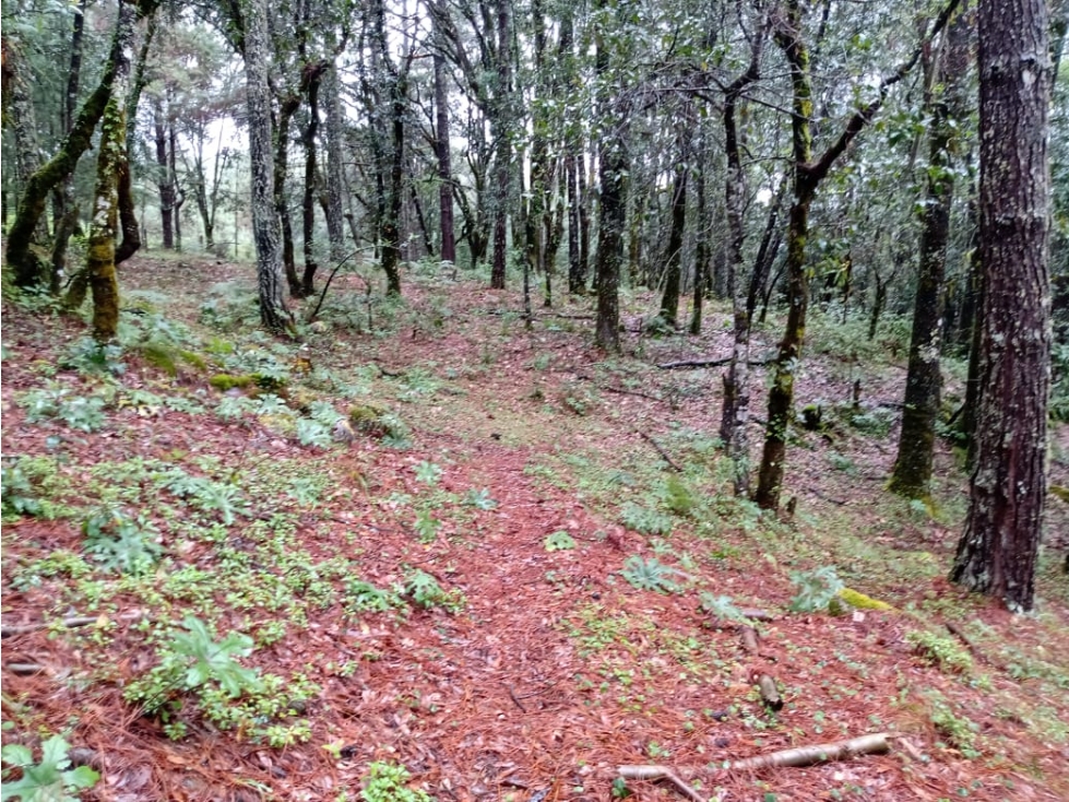 TERRENO LAS TROJES — foto 5