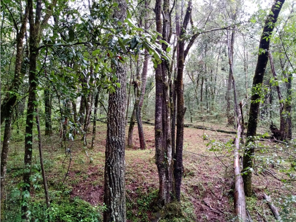 TERRENO LAS TROJES — foto 6