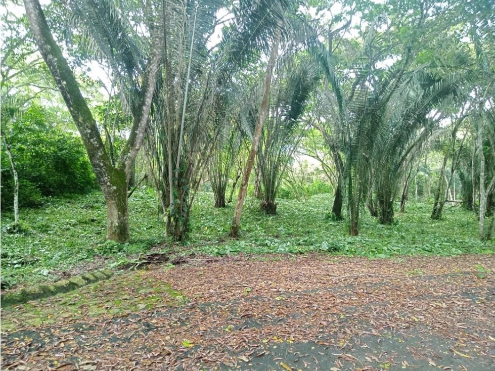 LOTE MESA DE YEGUAS - 1