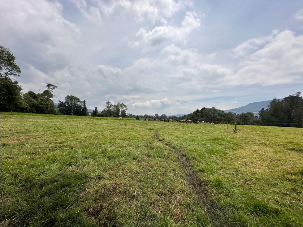 Finca Facatativá: 15 fanegadas - 2