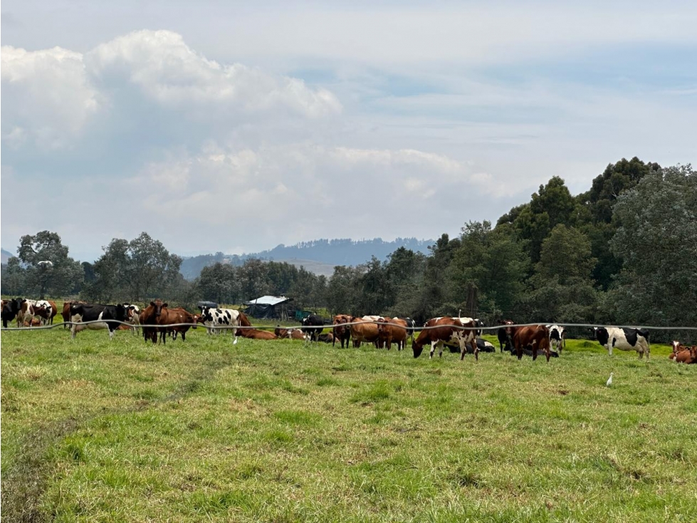 Finca Facatativá: 46 fanegadas - 3
