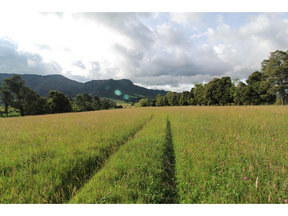 Finca/lote Tenjo: 40 fanegadas - 2