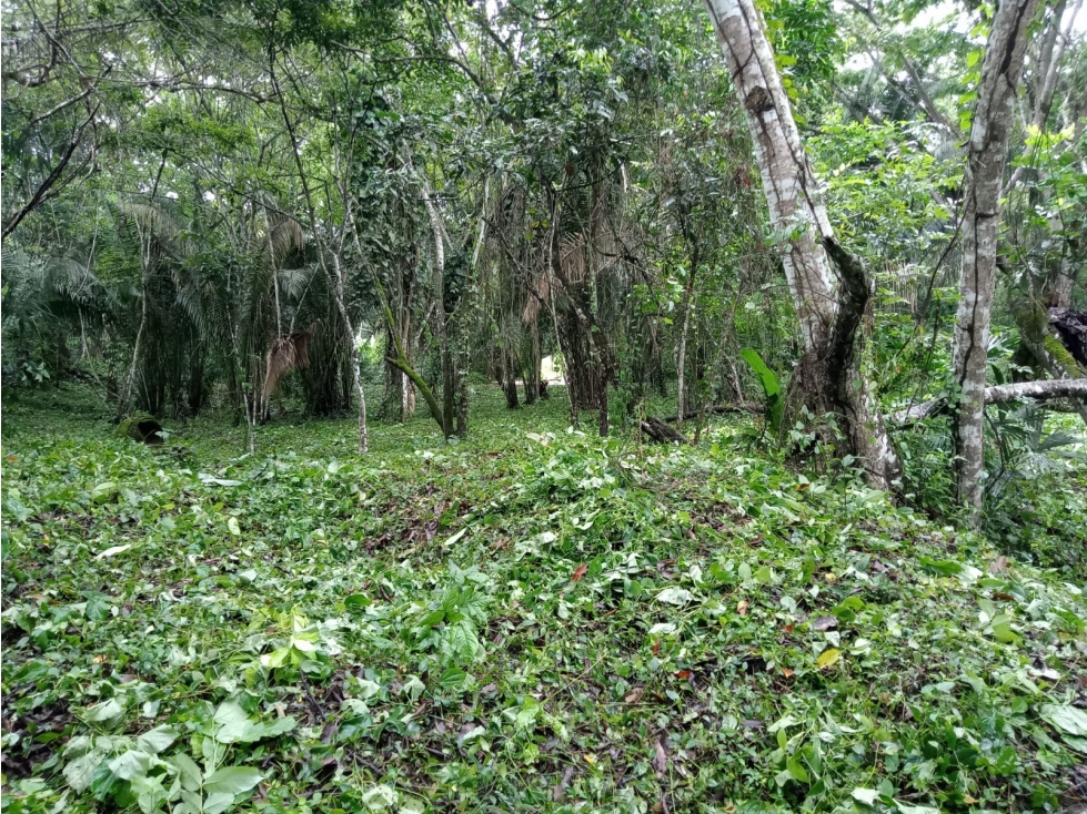LOTE MESA DE YEGUAS - 3