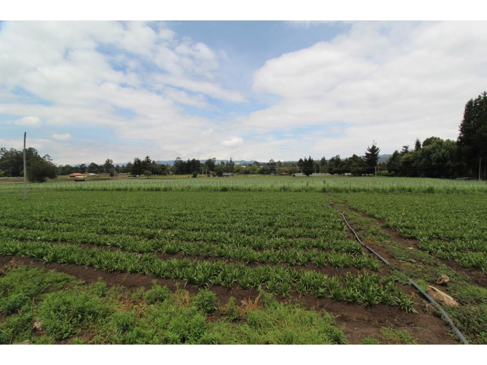 Finca/lote Subachoque: 109 fanegadas - 5