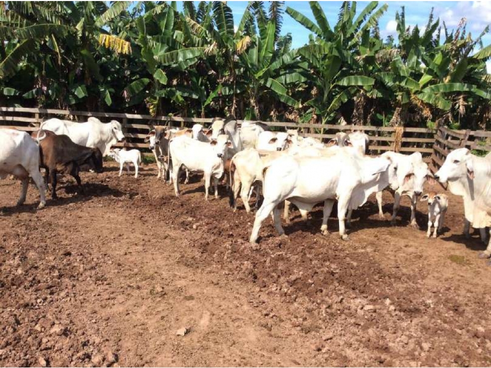 Finca Puerto López: 2483.7 hectáreas - 6
